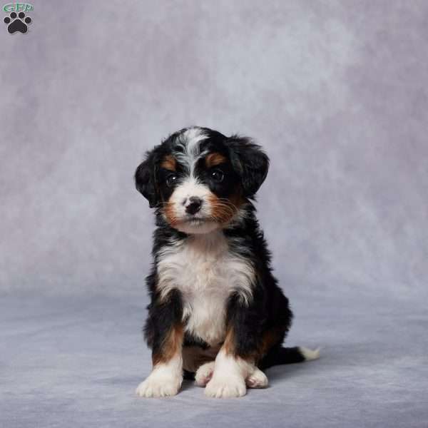 Cathy, Mini Bernedoodle Puppy